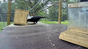 Crow solves an 8 step process. Crows are amazing, I’ve been photographing them here in Seattle for a