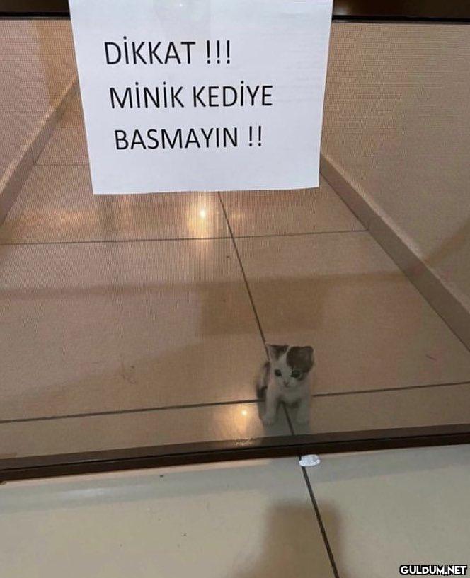 DİKKAT !!! MİNİK KEDİYE...