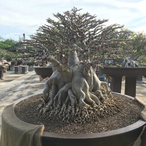 bonsaiempire:The devil is in the detail… Seems to be an Adenium bonsai, with roots resembling the ra