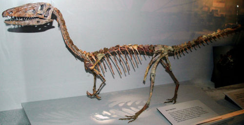 Today’s Trotskyist Character of the Day is: Coelophysis from the late Triassic period!