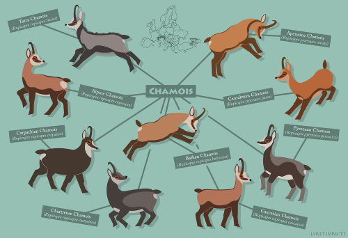 Bovidae (Antelopes, Cattle, and Goat-Antelopes)*not every single recognized species and subspecies i