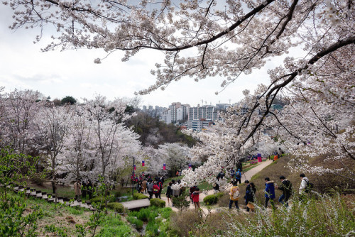 Cherry blossoms on Ansan Mountain, Seodaemun.