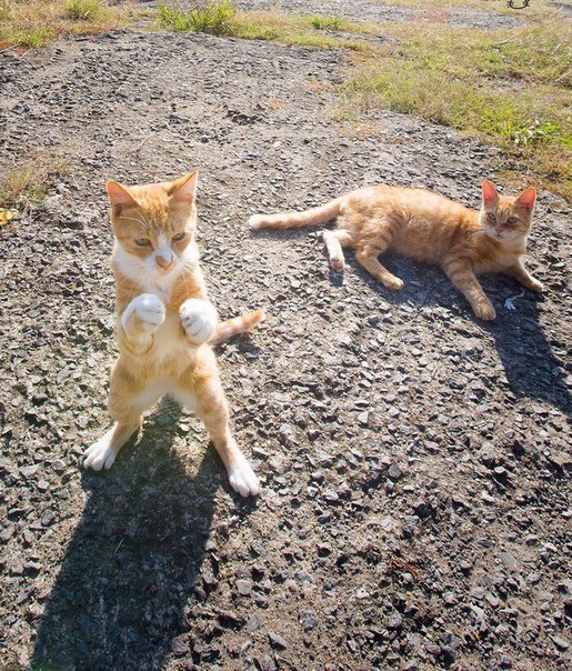 masturbyte:  markv5: Пушистый защитник… Fluffy Protector 
