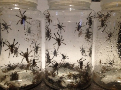 TW ! SPIDERS