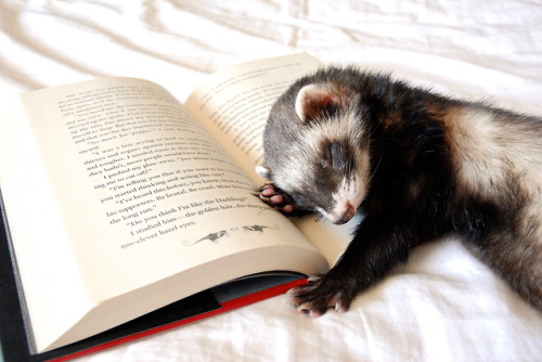 the-book-ferret:Quigley: The Original Book Ferret