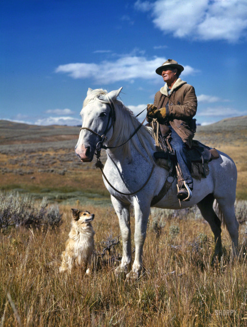 Shepherd with his horse and dog on Gravelly Range, Madison County, Montana. August 1942.