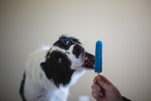 nerobetch:tempurafriedhappiness:Here are some dogs enjoying Popsicles.  This is the kind of qua