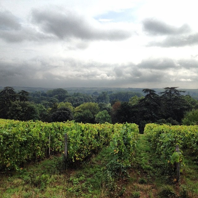 In the vineyards of Domaine du Closel in #savennières , where #cheninblanc is very happy. #loire