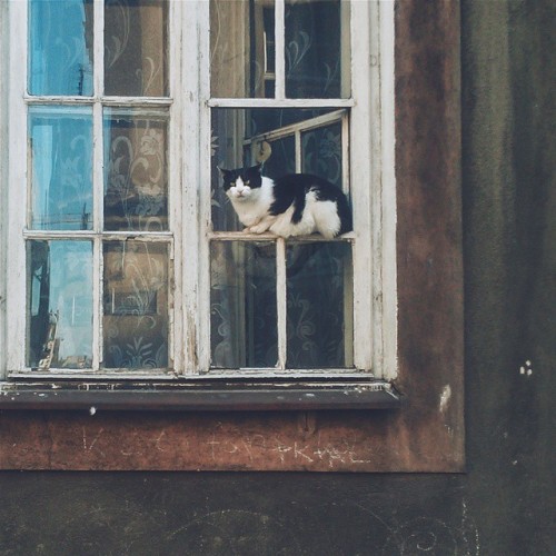 cat-in-windows: poznanvia @glitteryzetas Instagram photo | Websta