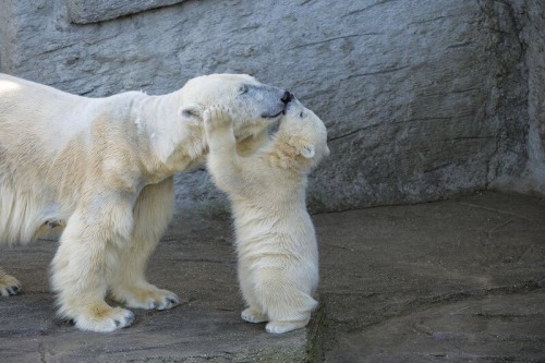 Porn animal-factbook:Polar bears shows affects photos