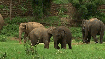 sizvideos:  Baby elephants play fight - Video 