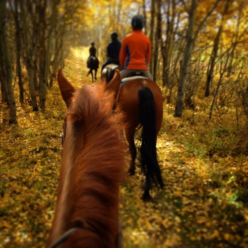 equestrianathlete:We ❤️ trail rides!