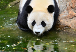 pandasneedourlove:    © Linda    	Bao Bao
