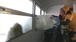 black-bella-jay: armsnotsigns:  allteenhumor: Excuse me scientists, do you have a moment to talk about our Lord and saviour, Skaði, Norse Goddess of winter?  Thats a big dog  I would like to point out how big this bear is to be able to put his head in,