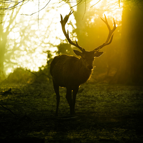 morgondagg:  “Angelic Strength ” by Max Bridge 