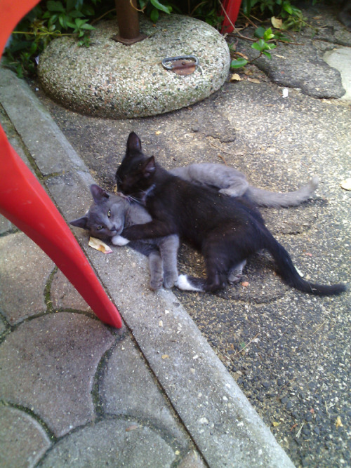 unicagem:Kittens and a super cute pregnant cat! ;u; 