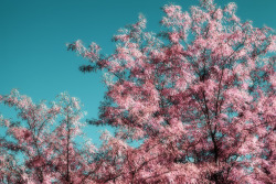 katerieke:  Infrared Tree No. 2590 nm filter