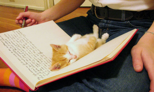telesilla:awesome-picz:Cats That Need Your Attention The Exact Moment You Start Reading  Cats Agains