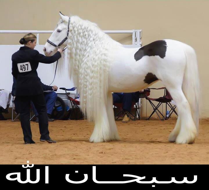 horny-little-kitty:  reminds me of the skyrim horses, its so prettty
