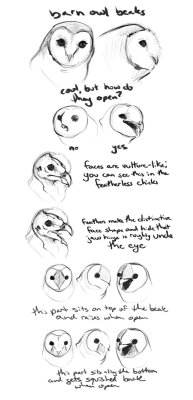 drawingden:  barn owl beak guide by Housekeys