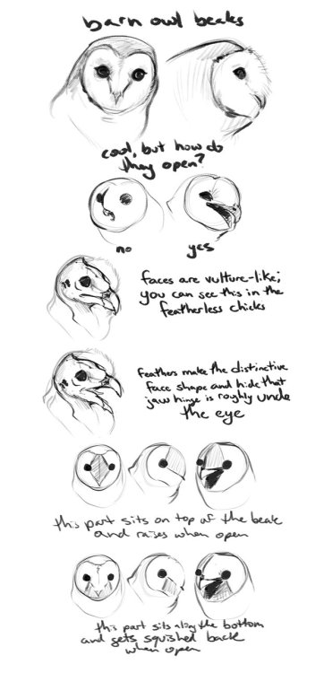 drawingden:barn owl beak guide by Housekeys