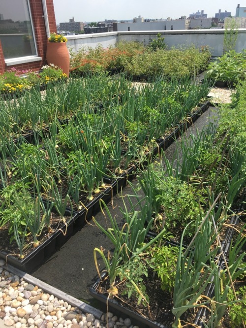 HUGE harvest of sweet, sweet onions!