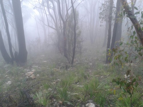 plantf0x: mount loftey summit, august