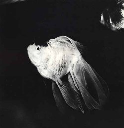 Issei Suda (須田 一政, Suda Issei) | An Interview with Ferdinand Brüggemann – ‘Issei Suda Master of Japanese Photography’ (2011)