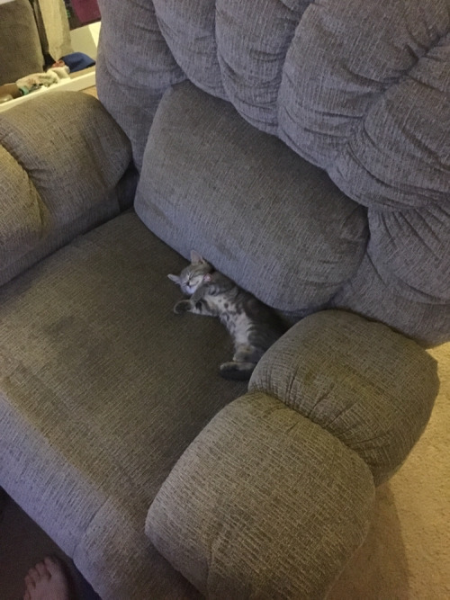 cutepetsuwu:I guess this is her chair now
