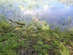 we went on a picnic at this bog and saw lots