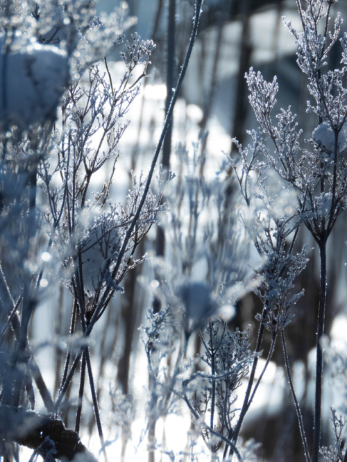 Winter. Stockholm, Sweden. 20/01/18