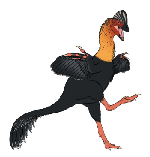Animal F, Anzu, by Sam Stanton. This is an animal that can be roughly described as a "chickenparrot". It has a stout body, and a short tail. It looks very much like a modern bird. It is covered in feathers all over its body. The feathers are mostly black. Its lower legs are orange and scaly. It has yellow feathers on its neck, which become red around the head. It has a huge crest on its head like a cassowary, which is black and white striped. It is holding its black wings out to see its orange fingers on which the feathers are attached. It is lifting up its legs to kick something you can't see. The feathers on the end of the tail form a shaggy fan.