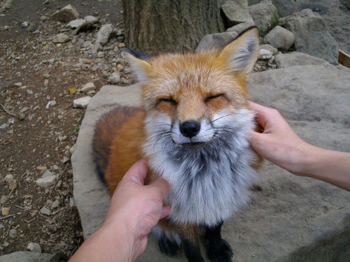 XXX sara-meow:  expeliamuswolfjackson:  red foxes photo