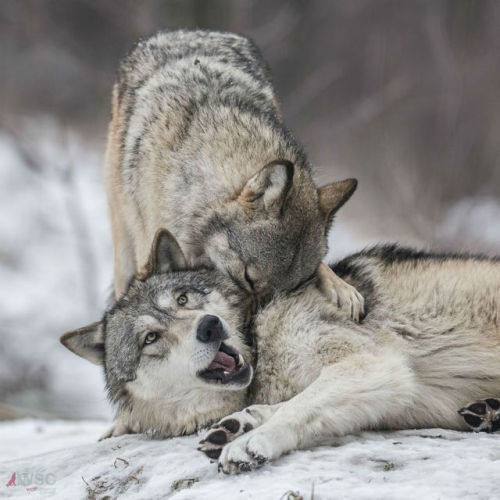 wolfscience:  Maikan and Etu, almost two years now.Pics by Rooobert Bayer