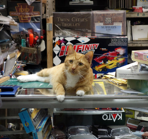 Cat in Red Caboose Hobby Shop, NYC  (via tracksnorth)