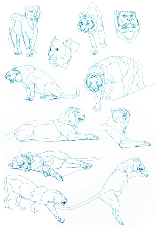 lizzyjohn:   Digital studies, trying to get a good feel for tigers. These are the tidier ones. Mostly done off of deviantart stock photos I looked up under the ‘newest’ section. 