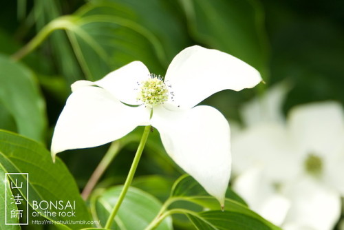 mt-satsuki - 山法師（ヤマボウシ）Kousa dogwood (Japanese...