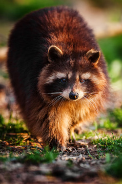 ayustar:  Waschbär by Naturfotografie -