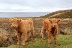 asreoninfusion:  So, I realised I never posted any photos from when I went to Scotland a few months back now. I started going through my pictures, and I found this. LOOK AT HOW CUTE AND FLUFFY AND ADORABLE THE BABY COOS ARE OMG I WANT TO CUDDLE ONE ;w;