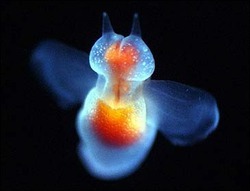that-science-bitch:  The Sea Angel (Gymnosomata) Is a group of sea slug that grow no larger than 5cm. These obscure little creatures are found in a wide range of habitats from polar to tropical regions of the sea.  