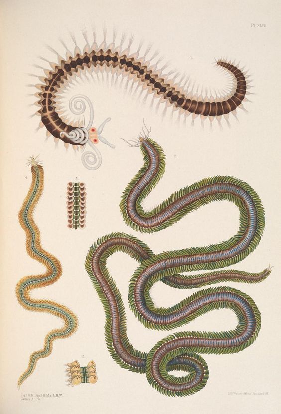 nemfrog:
“ Plate XLVIII. Monograph of the British marine annelids. 1908.
”