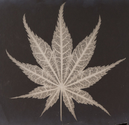 Wilhelm Weimar, Leaf and Leaf (negativ), 1898-1906. Silver gelatine print. Germany. Via MKG Hamburg.