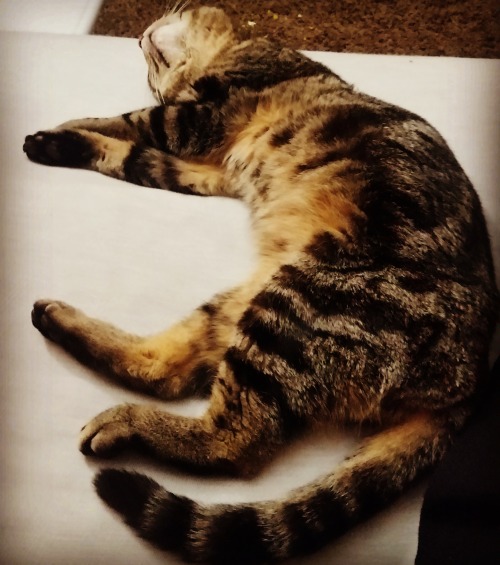 thegenewilderside:My cat, Eilonwy. She was abandoned on the side of the road, starving, with worms, 