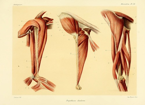 Sex wapiti3:  Natural history, natural, and political pictures