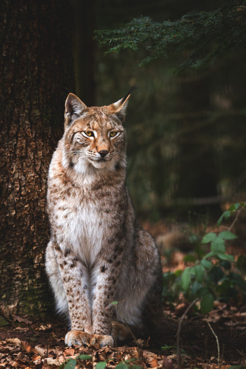 lsleofskye:lynx | Cloudtail the Snow LeopardLocation: Wildpark Pforzheim, Baden-Württemberg, Germany