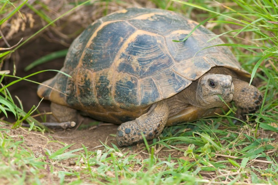 i saw a millennial ignore a friendly tortoise who need help crossing the street. when i confronted him, he said “who needs turtles when you have iphone apps.” reblog if you would help the friendly tortoise