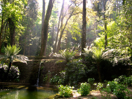 florealegiardini:Buçaco Forest, Luso, Portugal | Filipe Barreto