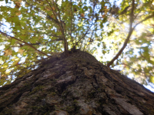 Photos and GIFs of Liquidambar styraciflua, commonly known as the Sweetgum tree.It is one of the mor