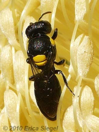 beerightsactivist: skippercifer:  sexyrobutts:  beerightsactivist:  kingsofapathy:  koiotchka:  beerightsactivist:  teacupsandcyanide:  beerightsactivist:  dark bee tumblr show me the forbidden bees   this is the masked bee! she has no friends and hates
