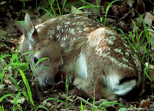 babyanimalposts:  feeling down? you need this baby animal blog in your life!